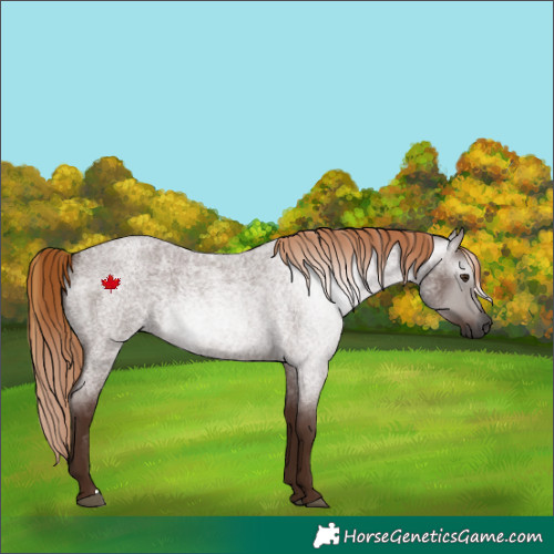 Horse Color:Gray Red Roan