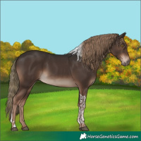 Horse Color:Liver Chestnut Tobiano 