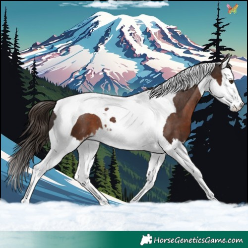 Horse Color:Liver Chestnut Splash Tobiano Appaloosa 