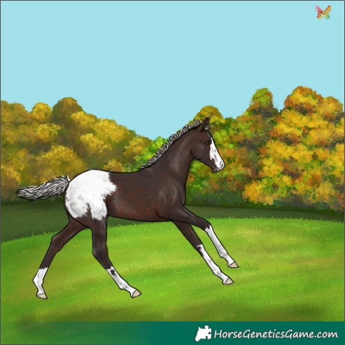 Horse Color:Silver Brown Appaloosa 