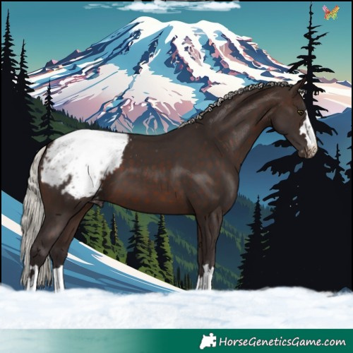 Horse Color:Silver Brown Appaloosa 