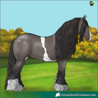 Horse Color:Smoky Grullo Splash Tobiano Rabicano