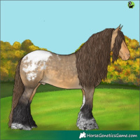 Horse Color:Buckskin Dun Tobiano Appaloosa 