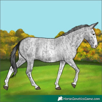 Horse Color:Blue Roan Sabino Splash and Gray Blue Roan Sabino Splash