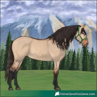 Horse Color:Bay Dun