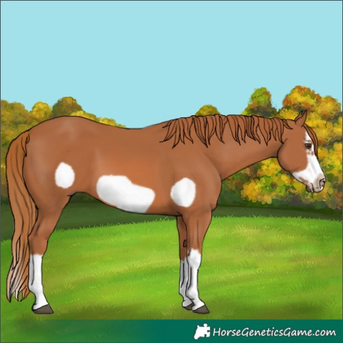 Horse Color:Chestnut Splash Frame 