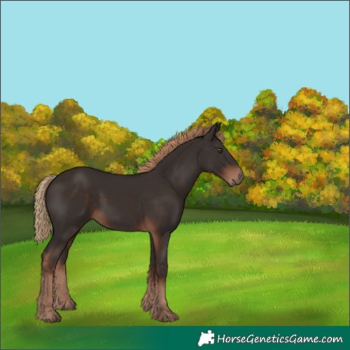Horse Color:Liver Chestnut Rabicano 