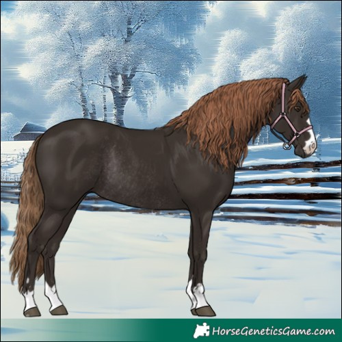 Horse Color:Liver Chestnut Rabicano