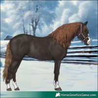 Horse Color:Liver Chestnut Rabicano 