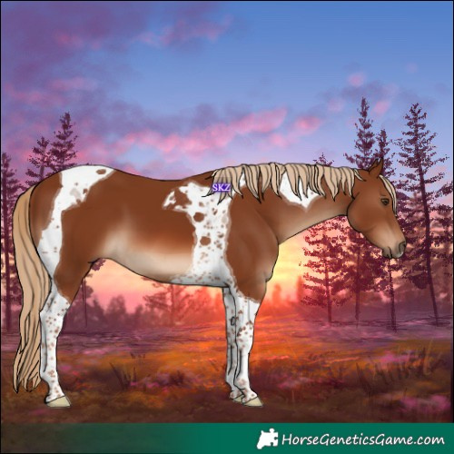 Horse Color:Chestnut Tobiano