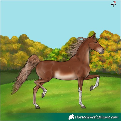 Horse Color:Chestnut Tobiano 