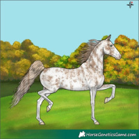 Horse Color:Smoky Creme Sabino  and Gray Smoky Creme Sabino 