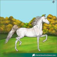 Horse Color:Smoky Creme Sabino and Gray Smoky Creme Sabino