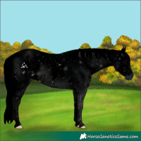 Horse Color:ERROR: UNKNOWN ANOMALY