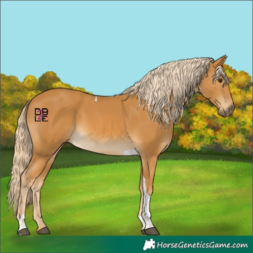 Horse Color:Palomino Tobiano 