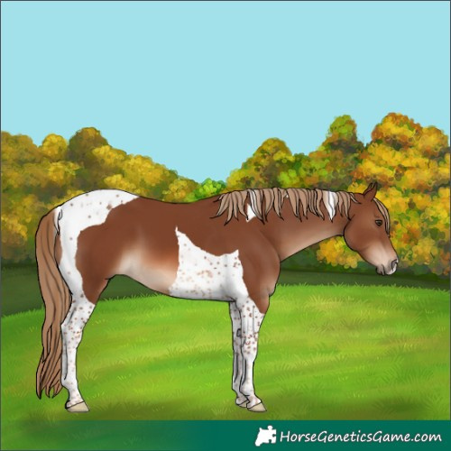 Horse Color:Chestnut Tobiano