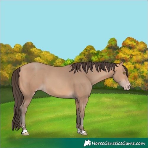 Horse Color:Amber Champagne 