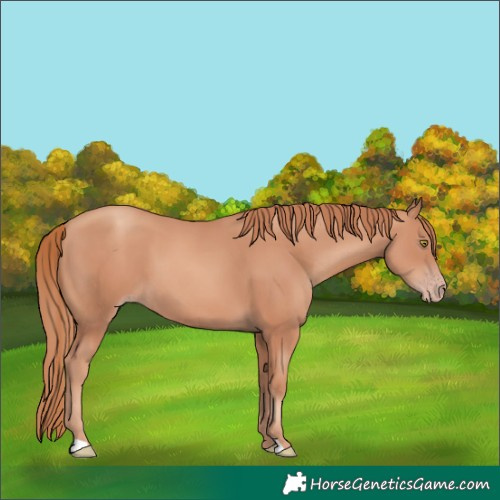 Horse Color:Gold Champagne