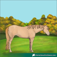 Horse Color:Gold Champagne