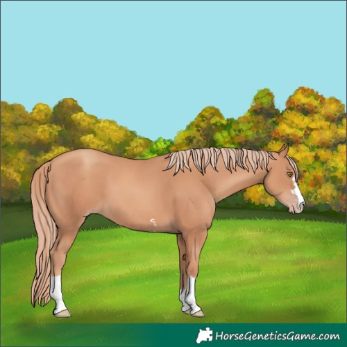Horse Color:Gold Champagne