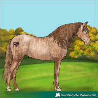 Horse Color:Gold Champagne Pearl Rabicano  and Gray Gold Champagne Pearl Rabicano 