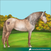 Horse Color:Gold Champagne Pearl Rabicano  and Gray Gold Champagne Pearl Rabicano 