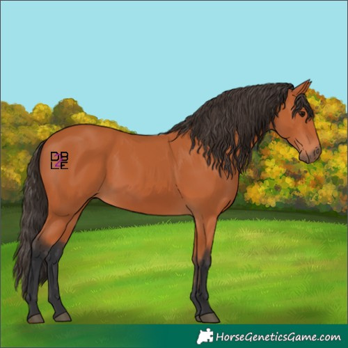 Horse Color:Bay 