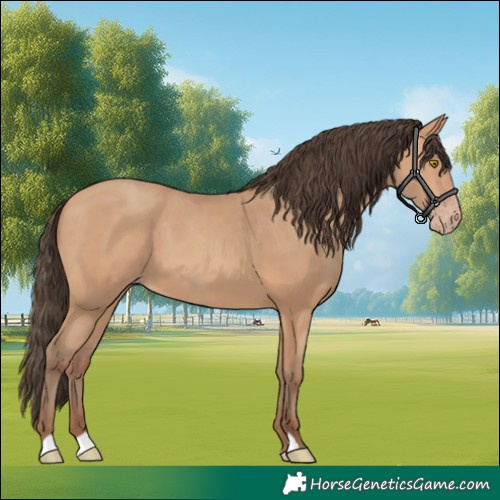 Horse Color:Amber Champagne 