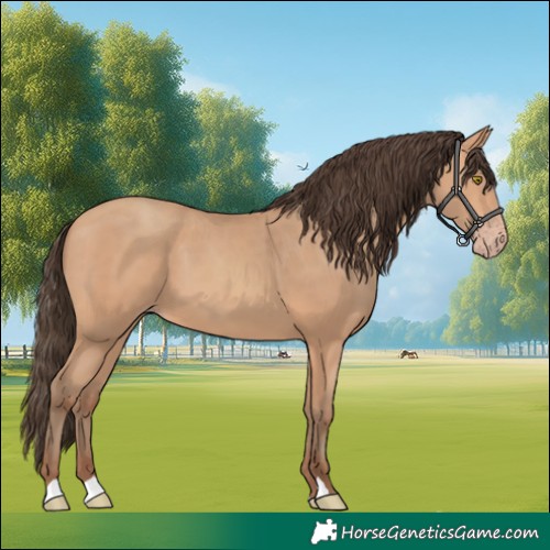 Horse Color:Amber Champagne 