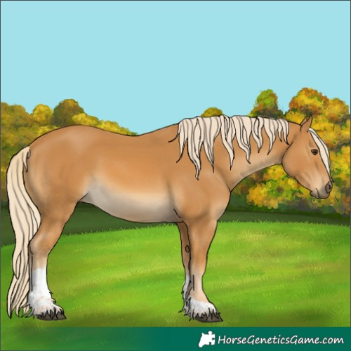 Horse Color:Palomino Tobiano 