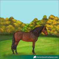 Horse Color:Bay 