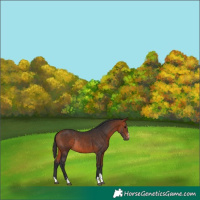 Horse Color:Bay Rabicano 