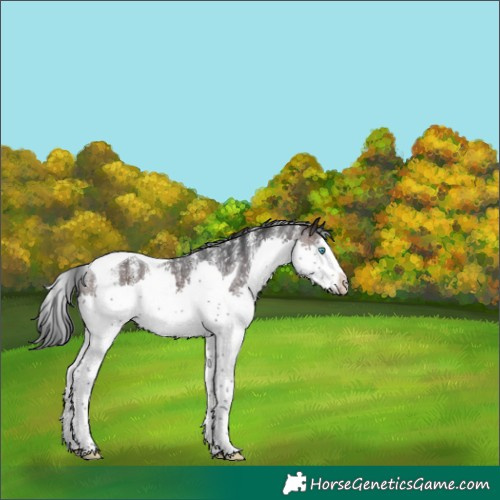 Horse Color:Powder White Brown Splash Tobiano