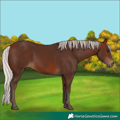 Horse Color:Silver Bay