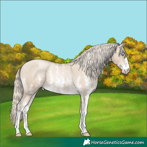 Horse Color:Chocolate Palomino Pearl Dun Sabino Appaloosa Rabicano 