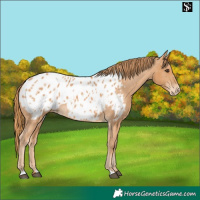 Horse Color:Chestnut Appaloosa 