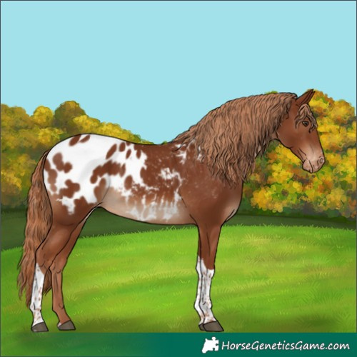 Horse Color:Chestnut Tobiano Appaloosa 