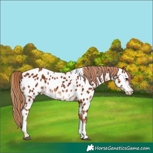 Horse Color:Chestnut Tobiano Appaloosa 