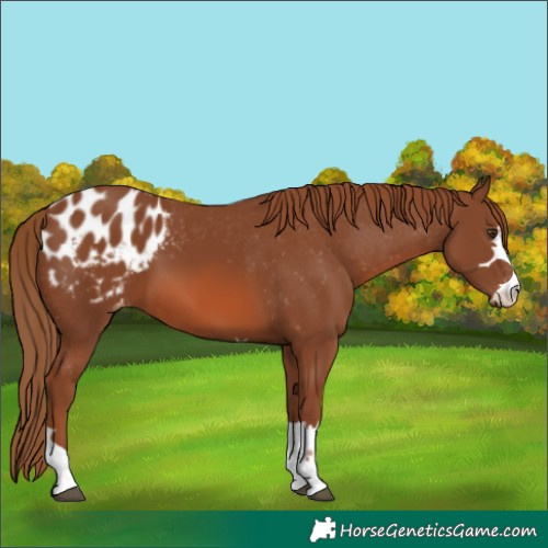 Horse Color:Chestnut Blanket 