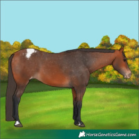 Horse Color:Bay Appaloosa 