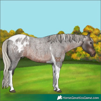 Horse Color:Gray Silver Brown Roan Tobiano Appaloosa