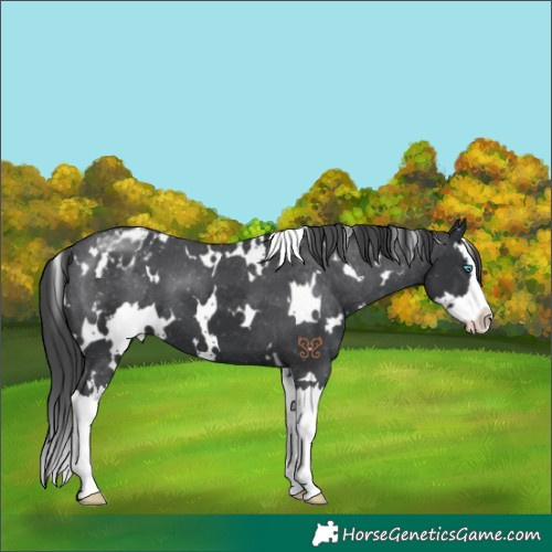 Horse Color:White Spotted Black Splash Appaloosa