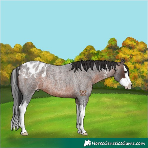 Horse Color:Brown Roan Sabino Splash Blanket