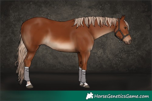 Horse Color:Chestnut Tobiano 