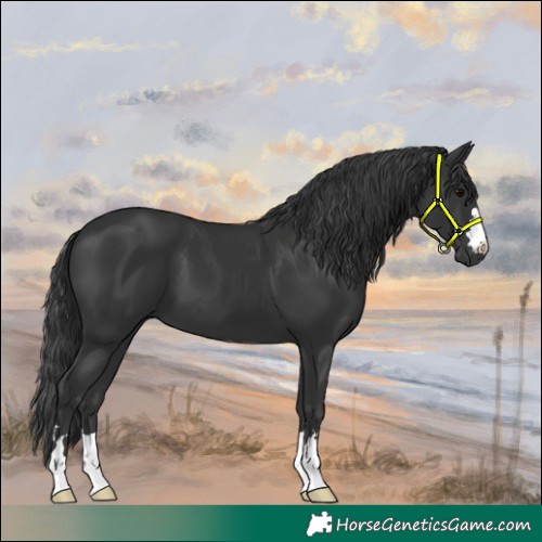 Horse Color:Black 