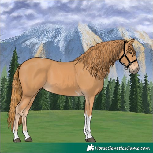 Horse Color:Chestnut Tobiano