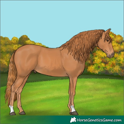 Horse Color:Chestnut 