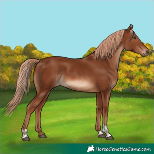 Horse Color:Chestnut Tobiano 