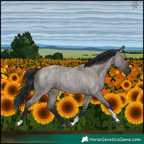 Horse Color:Grullo Roan Tobiano 