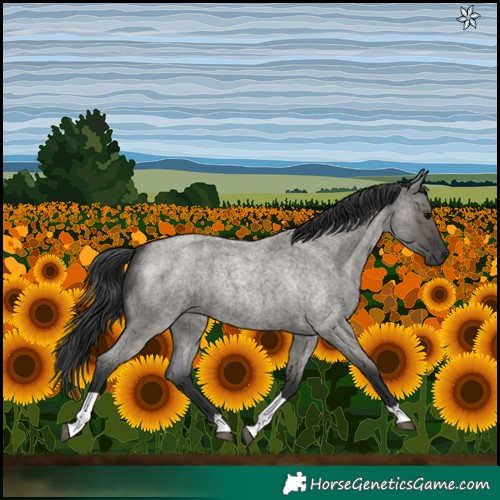 Horse Color:Grullo Roan Tobiano 